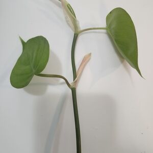 12" Rooted  Heart Leaf Philodendron Cutting